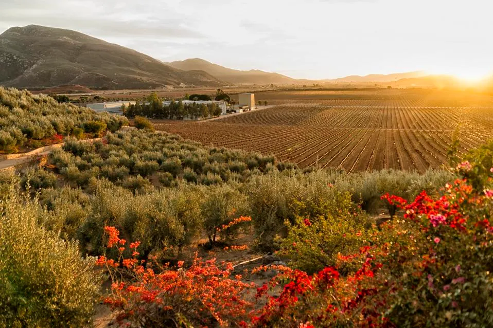 Mexico's Wine Renaissance: From Historic Roots to Modern Excellence